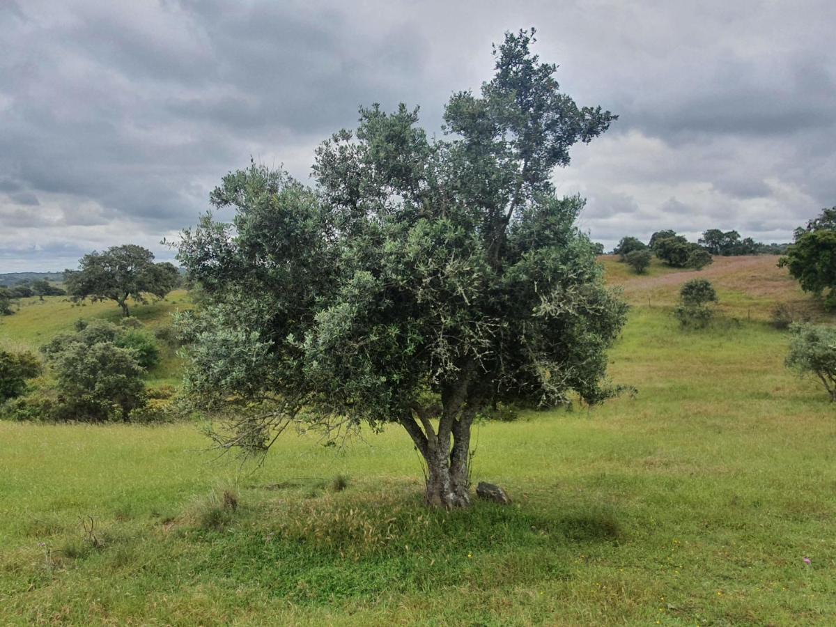 Monte Da Clareira - Comporta Carvalhal Melides Διαμέρισμα Grândola Εξωτερικό φωτογραφία