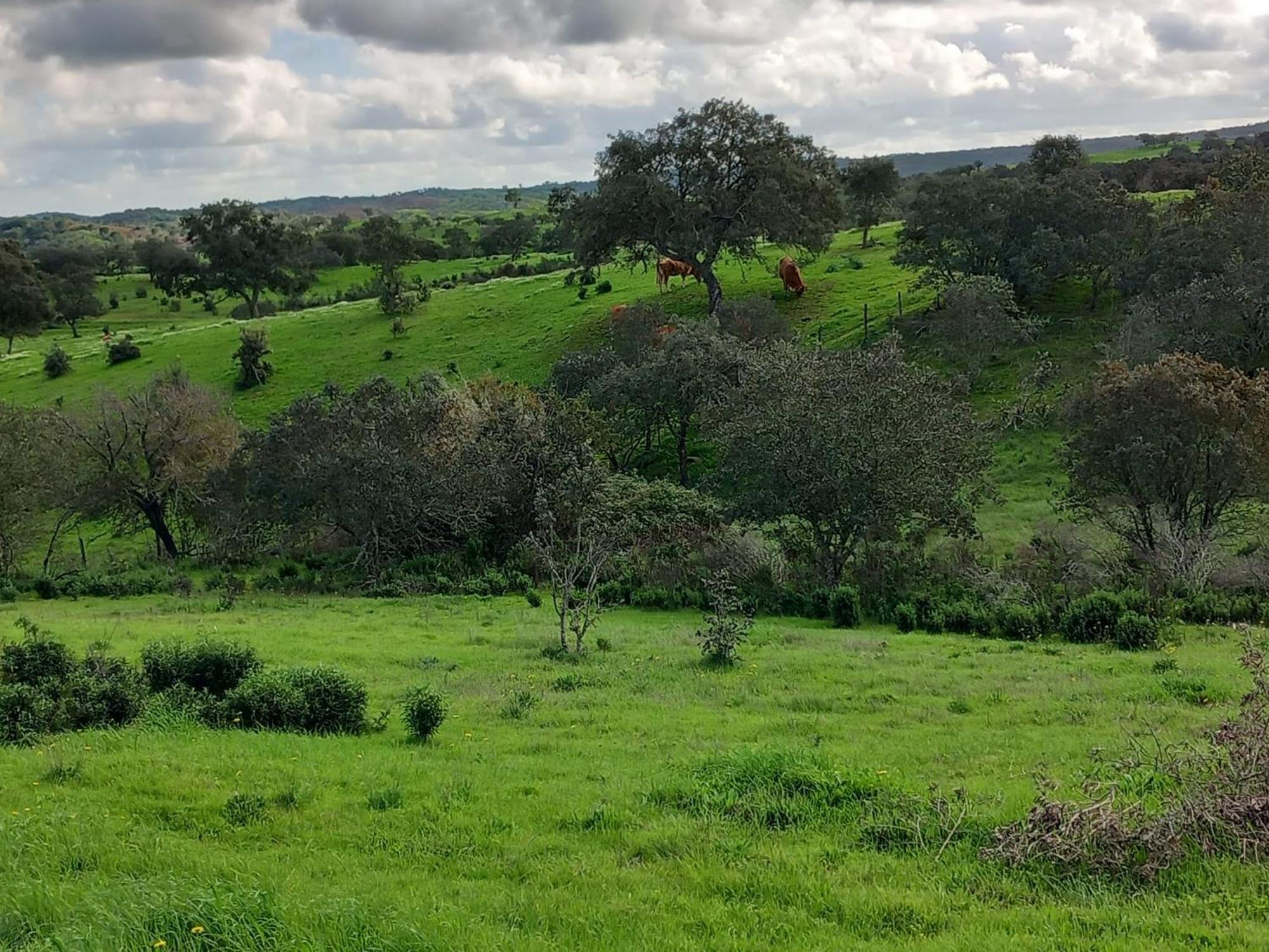 Monte Da Clareira - Comporta Carvalhal Melides Διαμέρισμα Grândola Εξωτερικό φωτογραφία